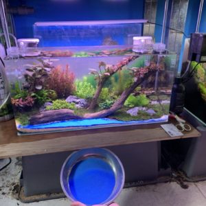 Hồ thủy sinh kích thước 60cm