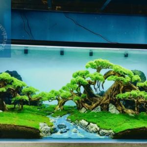 Hồ thủy sinh bonsai 120x 50x50cm