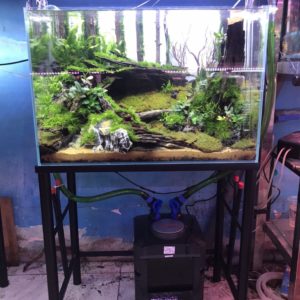 Hồ thủy sinh ST 60x35x40cm