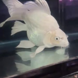 Cá chép sư tử panda szie 20-25cm