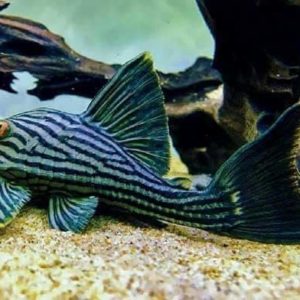 Cá Pleco L190( SỌC DƯA) 5-7cm