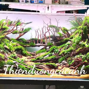 Hồ thủy sinh 120x50x50cm bố cục rừng thiết kế bởi thiên đường cá cảnh