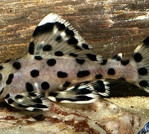 cá  PLECO L264 2-3cm