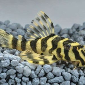 Cá Pleco L134 4-5cm