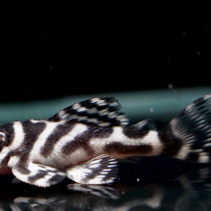 Cá Pleco L333 size 3cm