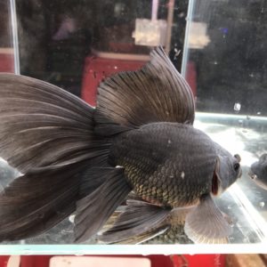 Cá chép sư tử đen U 23-25CM