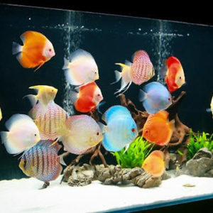 Cá dĩa hay discus đủ các dòng ,cá dĩa bồ câu,cá dĩa bông xanh,cá dĩa đỏ hay red, cá dĩa bạch ngọc,cá dĩa bồ câu vàng,cá dĩa lam