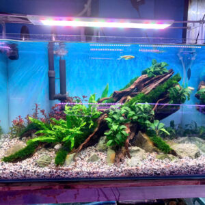 5 Mẫu hồ thủy sinh mới setup xong