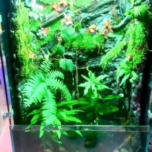 Hồ bán cạn (Paludarium) kích thước 60 x90cm