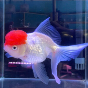 Cá ba đuôi hạt đỉnh hồng, cá goldfis