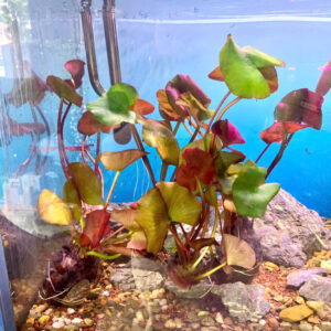 Cây súng nhật đỏ  trồng hồ thủy sinh