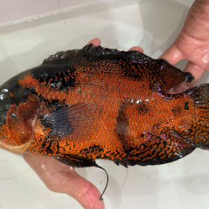 Cá tai tượng châu phi hay heo lửa size to 25cm đen đỏ