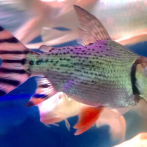 Cá phi phụng short size 9cm vạch chuẩn