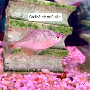 Cá thè bè ngũ sắc size to