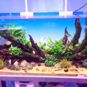 💧 HỒ THỦY SINH SIÊU TRONG – 1 MẶT KÍNH 100 x 45 x 45cm 💧