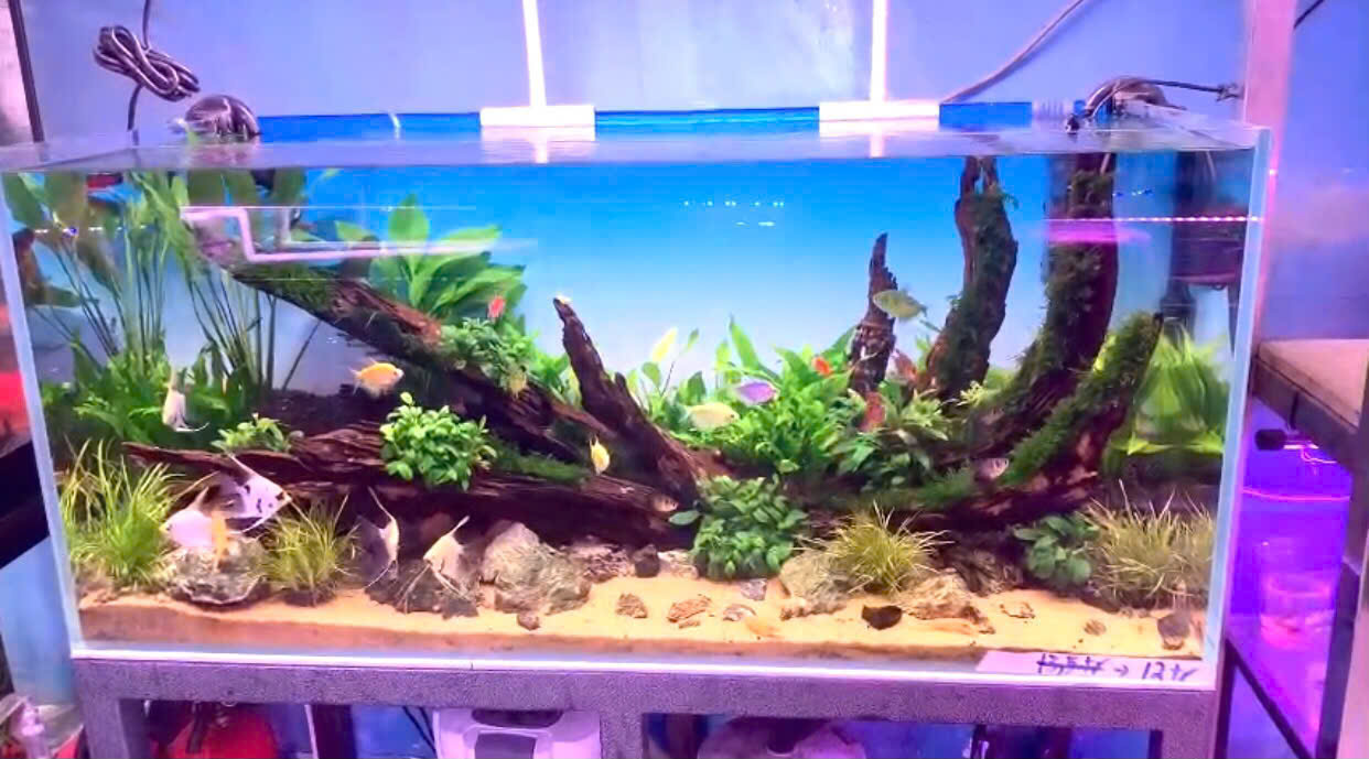 💧 HỒ THỦY SINH SIÊU TRONG – 1 MẶT KÍNH 100 x 45 x 45cm 💧