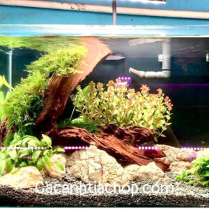 🔥 HỒ ĐÚC THỦY SINH 40×23×25CM – TRỌN BỘ CHỈ 999.000đ 🔥