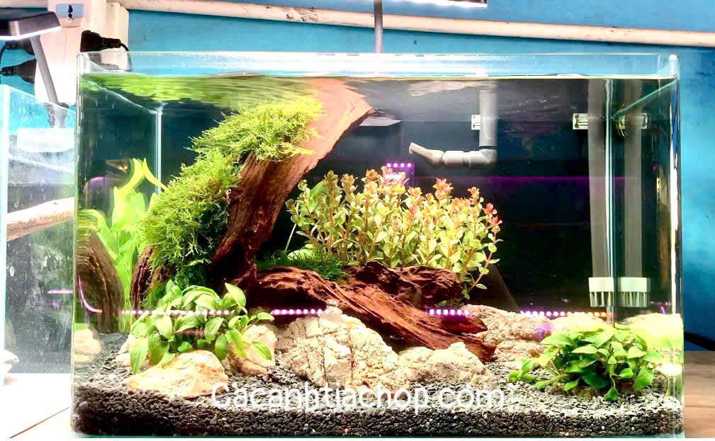 🔥 HỒ ĐÚC THỦY SINH 40×23×25CM – TRỌN BỘ CHỈ 999.000đ 🔥