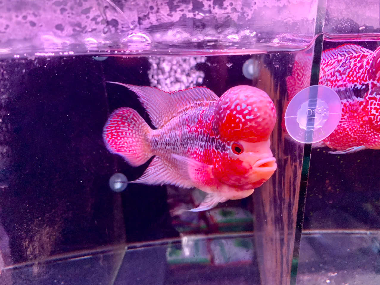  CÁ LA HÁN SIZE 3 NGÓN