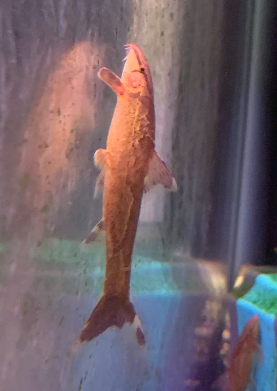 CÁ THẰN LẰN ĐỎ MỚI VỀ – HÀNG ĐẸP, KHỎE-CÁ CẢNH GIÁ TỐT Ở QUẬN 2 SÀI GÒN