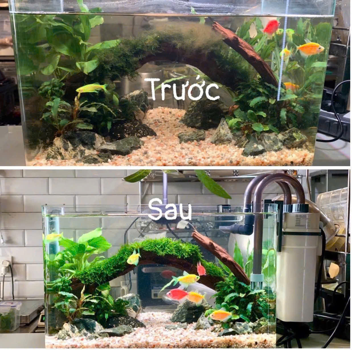 DỊCH VU VỆ SINH HỒ CÁ TẠI  NHÀ- CHĂM SÓC CẮT TỈA HỒ THUỶ SINH TẠI NHÀ KHÁC- VỆ SINH HỒ CÁ KOI