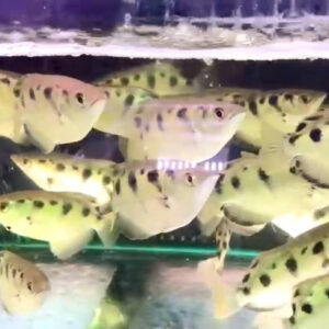 CÁ CAO XẠ PHÁO (CÁ CUNG THỦ / MANG RỔ) – HÀNG MỚI VỀ