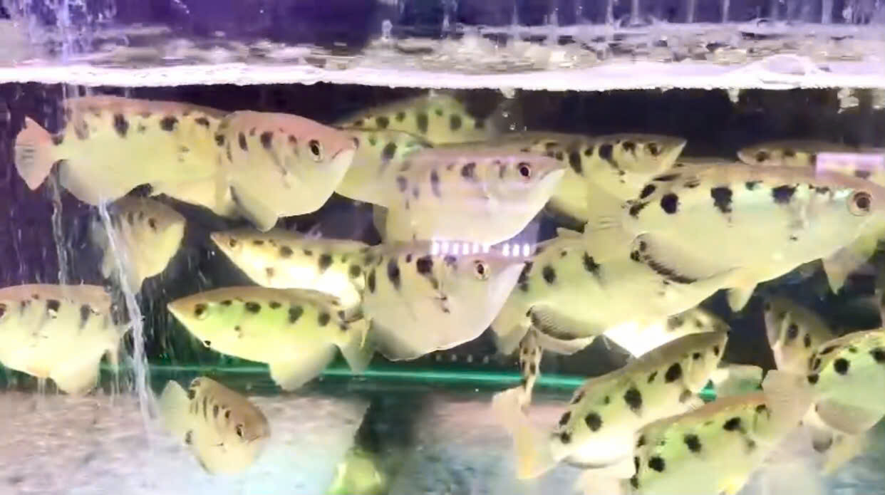 CÁ CAO XẠ PHÁO (CÁ CUNG THỦ / MANG RỔ) – HÀNG MỚI VỀ