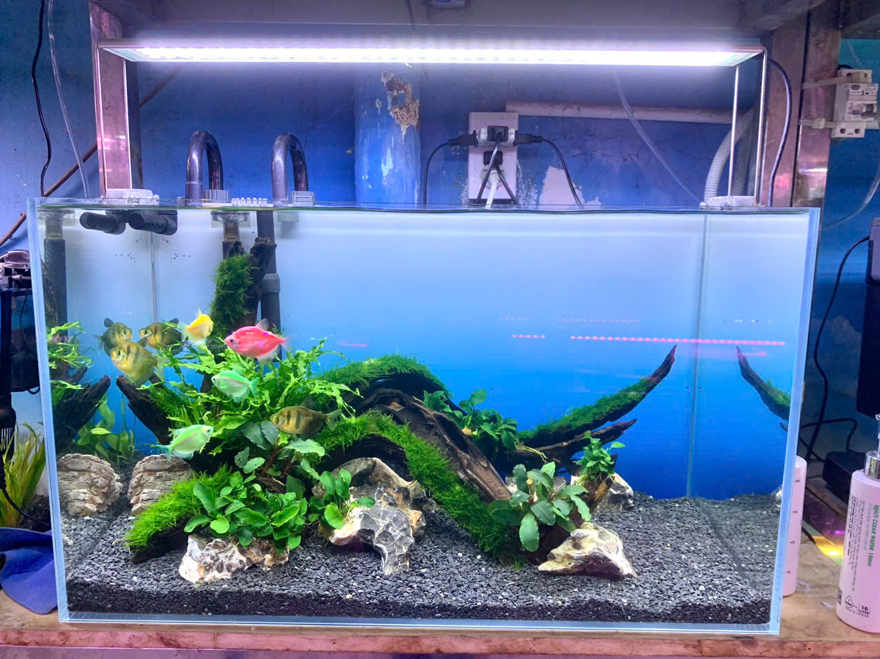 MỚI LÊN NHIỀU MẪU HỒ THỦY SINH ĐỂ BÀN KÍCH THƯỚC TỪ 30 ĐẾN 60CM ĐỦ LOẠI HỒ ĐÚC VÀ HỒ SIÊU TRONG