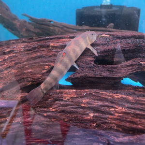 CÁ CHẠCH KHOANG ĐUÔI ĐỎ – DỌN RÊU CỰC MẠNH, NHANH NHƯ TIA CHỚP!