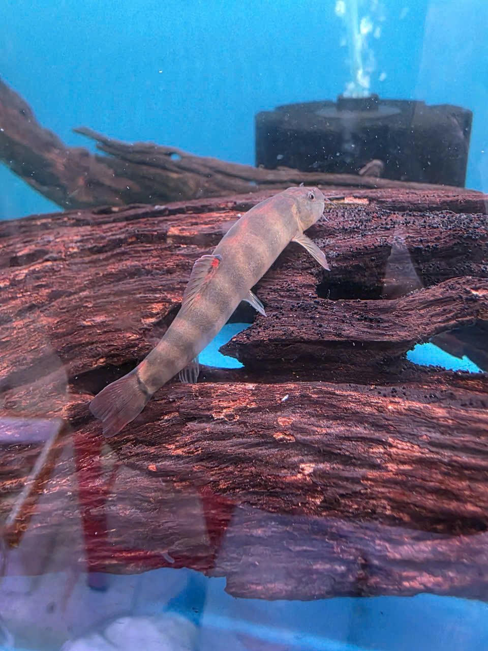 CÁ CHẠCH KHOANG ĐUÔI ĐỎ – DỌN RÊU CỰC MẠNH, NHANH NHƯ TIA CHỚP!