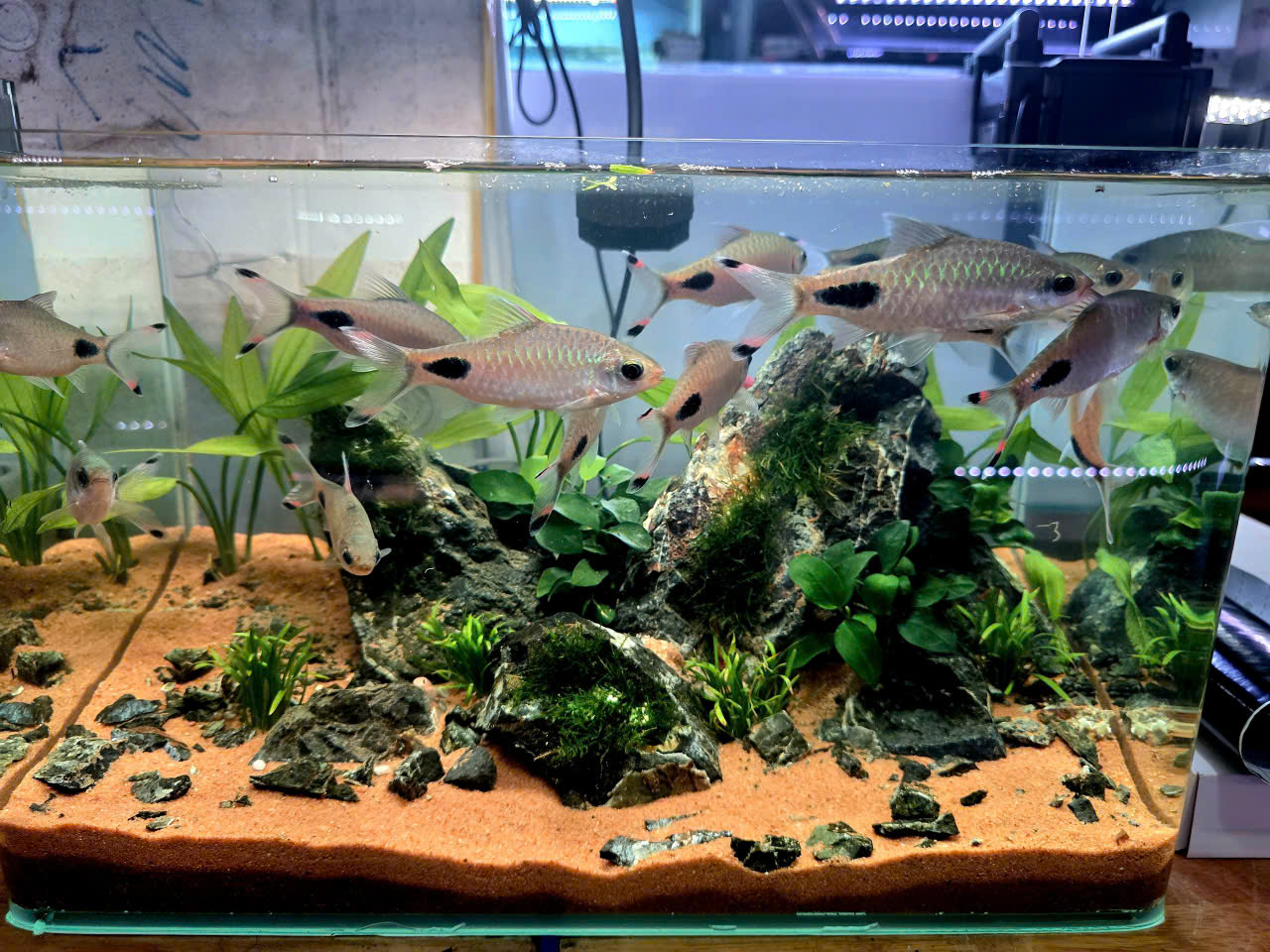 CÁ HỒNG MI BÓNG ĐÊM FILA SIZE 10CM – HÀNG ĐẸP- CÁ HỒNG MI BÓNG ĐÊM