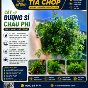 Cây thuỷ sinh dương sỉ châu phi gắn giá thể- cây dương sỉ châu phi