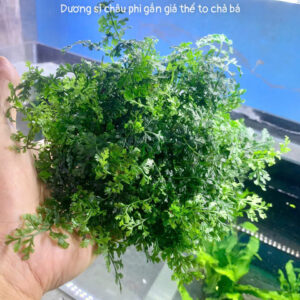 Cây thuỷ sinh dương sỉ châu phi gắn giá thể- cây dương sỉ châu phi