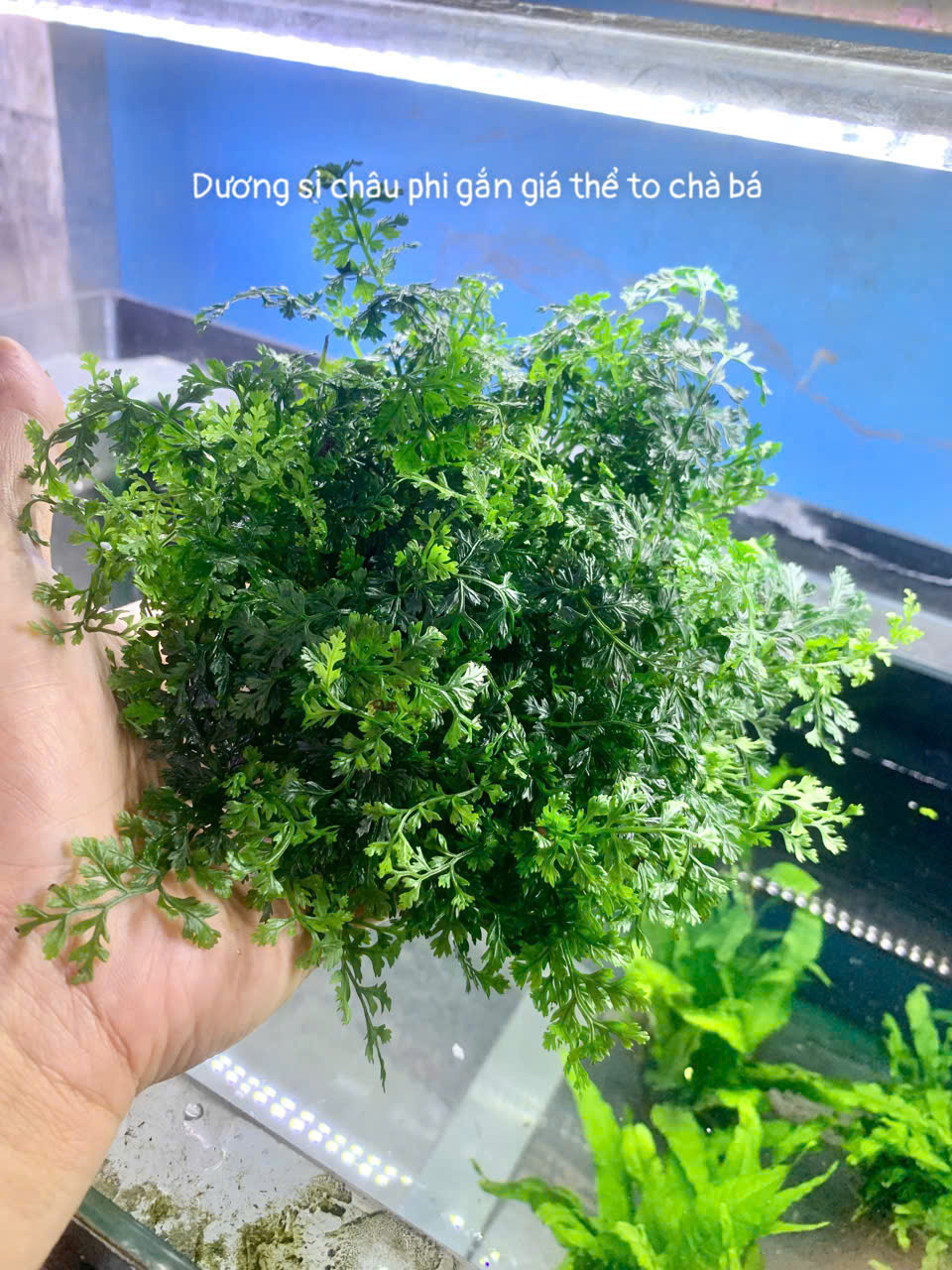 Cây thuỷ sinh dương sỉ châu phi gắn giá thể- cây dương sỉ châu phi