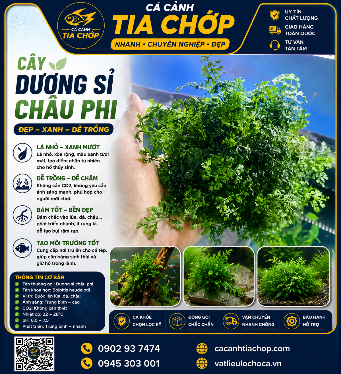 Cây thuỷ sinh dương sỉ châu phi gắn giá thể- cây dương sỉ châu phi