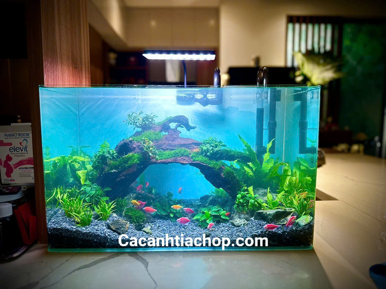 Hồ thủy sinh kích thước 60 x 30 x 35cm được setup theo layout cầu vồng