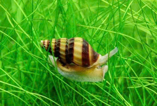 ỐC HELENA – KHẮC TINH ỐC HẠI TRONG HỒ CÁ