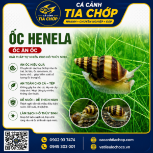 ỐC HELENA – KHẮC TINH ỐC HẠI TRONG HỒ CÁ