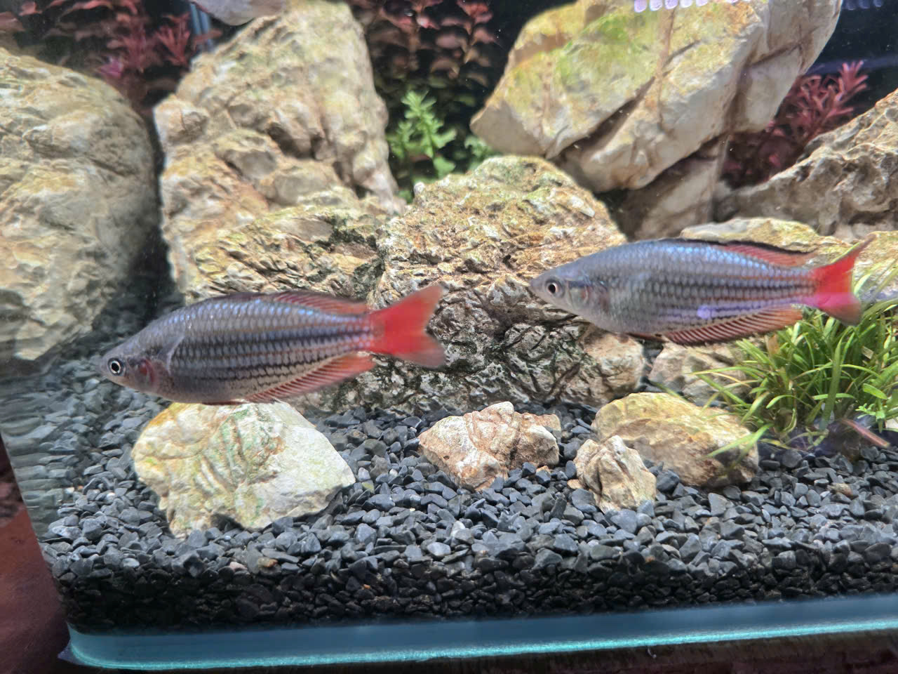 CÁ CẦU VỒNG KẺ SIZE 7–8CM