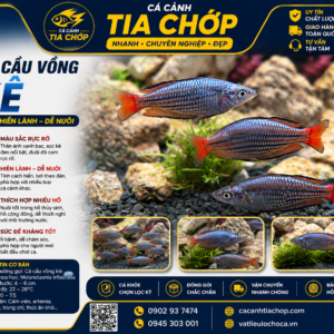 CÁ CẦU VỒNG KẺ SIZE 7–8CM