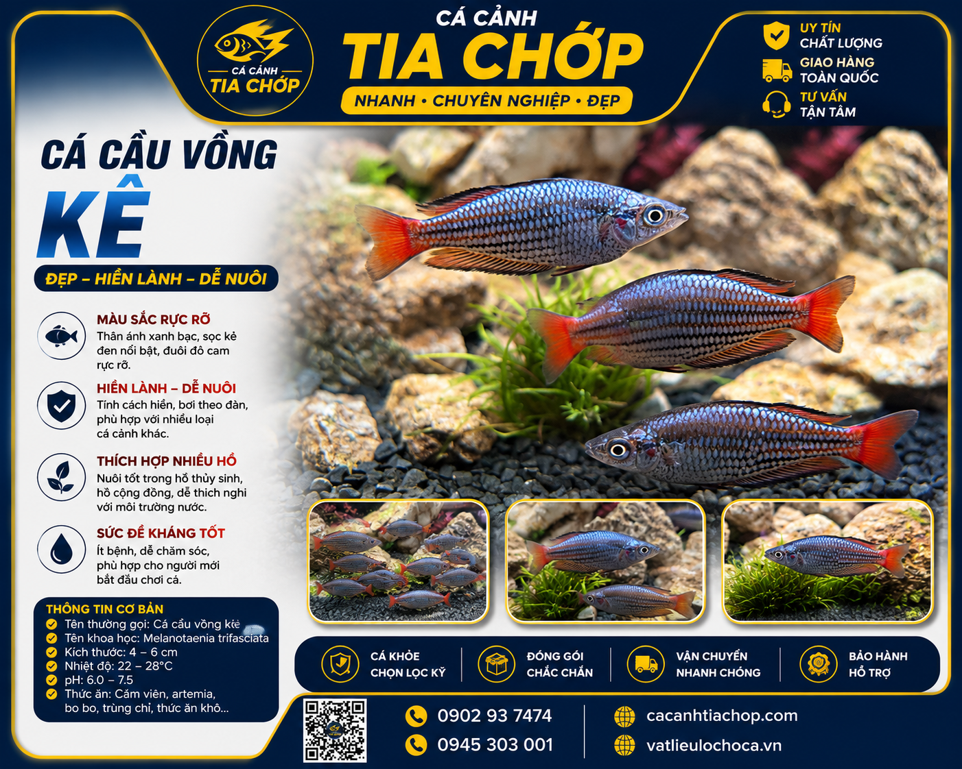 CÁ CẦU VỒNG KẺ SIZE 7–8CM