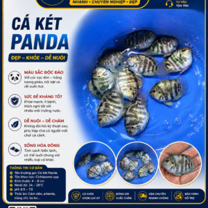 CÁ KÉT PANDA SIZE TO MỚI VỀ