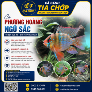 VẺ ĐẸP CỰC PHẨM CỦA PHƯỢNG HOÀNG NGŨ SẮC SIZE CỐI