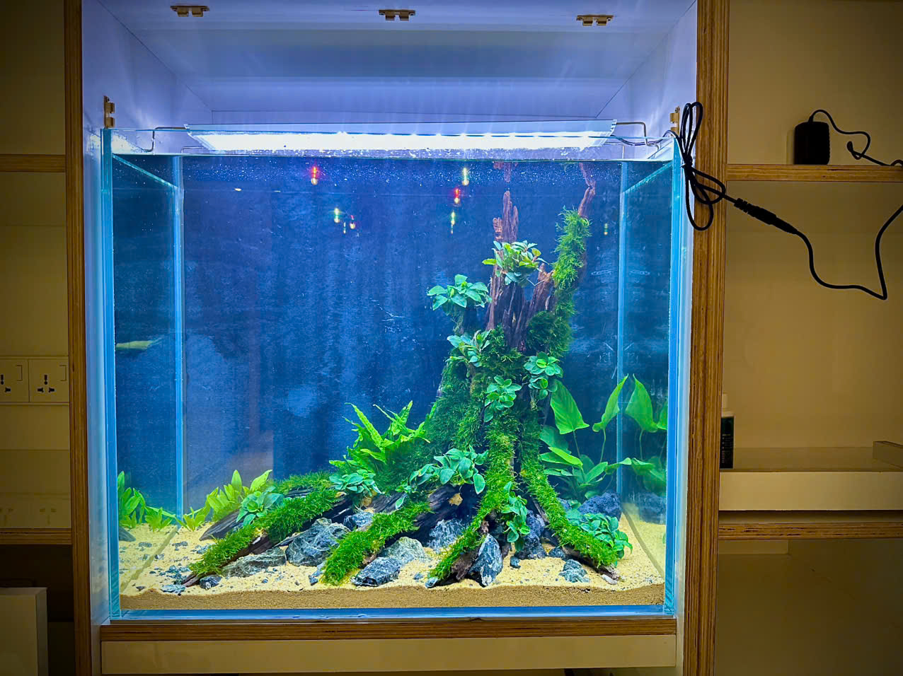 setup hồ thuỷ sinh 10 ly 60 x30 x57cm cho khách nước ngoài